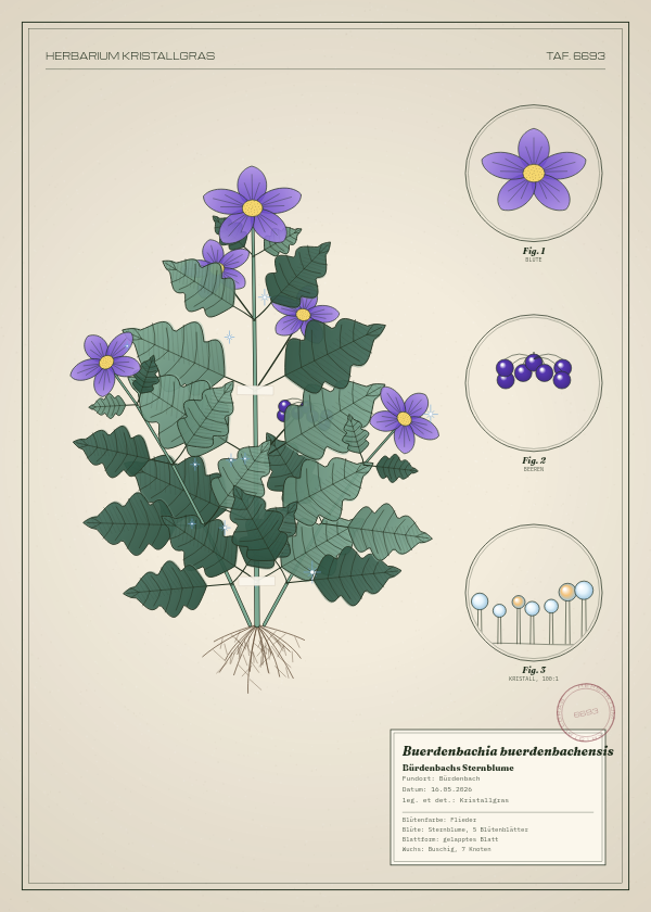 Botanische Tafel: Buerdenbachia buerdenbachensis, eine erfundene Pflanze aus Bürdenbach, gezeichnet wie in einem alten Pflanzenatlas