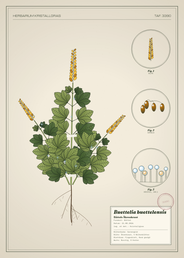 Botanische Tafel: Buettelia buettelensis, eine erfundene Pflanze aus Büttel, gezeichnet wie in einem alten Pflanzenatlas