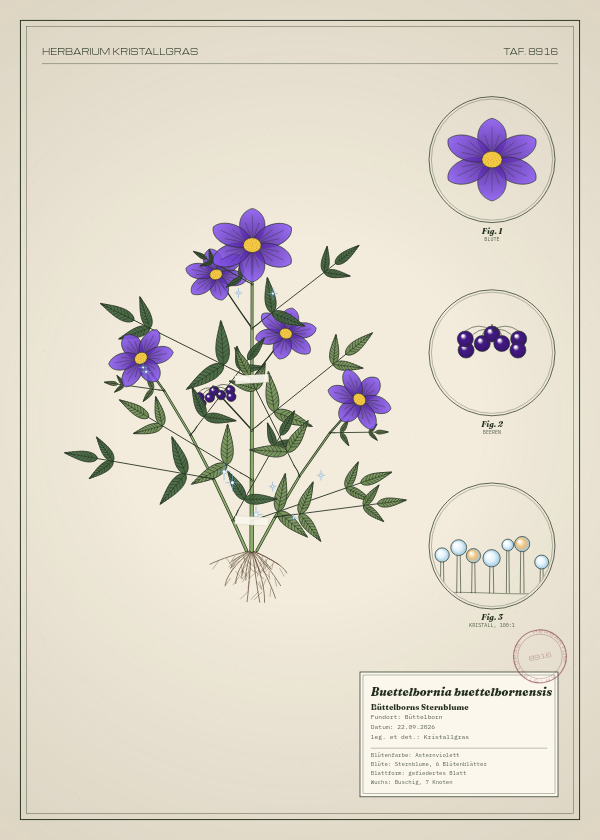Botanische Tafel: Buettelbornia buettelbornensis, eine erfundene Pflanze aus Büttelborn, gezeichnet wie in einem alten Pflanzenatlas