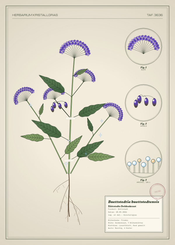 Botanische Tafel: Buettstedtia buettstedtensis, eine erfundene Pflanze aus Büttstedt, gezeichnet wie in einem alten Pflanzenatlas