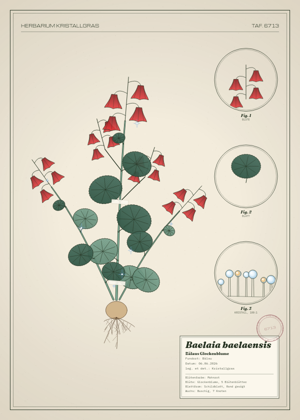Botanische Tafel: Baelaia baelaensis, eine erfundene Pflanze aus Bälau, gezeichnet wie in einem alten Pflanzenatlas