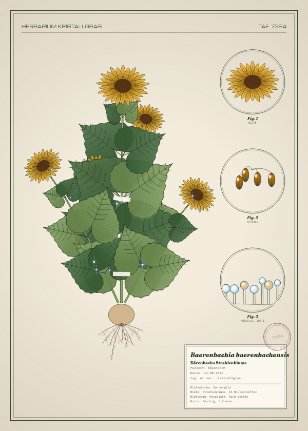 Botanische Tafel: Baerenbachia baerenbachensis, eine erfundene Pflanze aus Bärenbach, gezeichnet wie in einem alten Pflanzenatlas