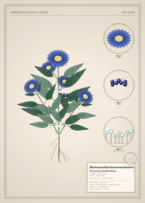 Botanische Tafel: Baerensteinia baerensteinensis, eine erfundene Pflanze aus Bärenstein, gezeichnet wie in einem alten Pflanzenatlas