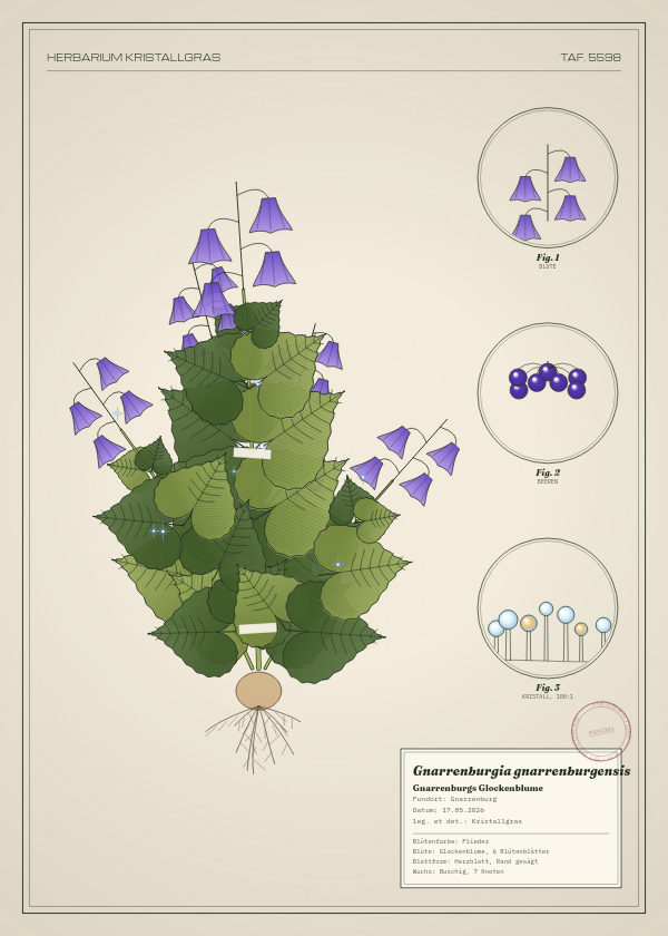 Botanische Tafel: Gnarrenburgia gnarrenburgensis, eine erfundene Pflanze aus Gnarrenburg, gezeichnet wie in einem alten Pflanzenatlas