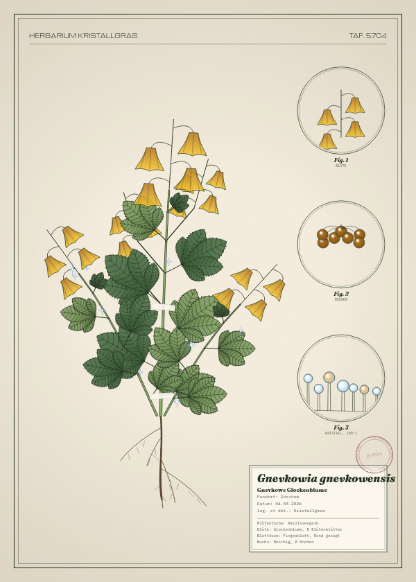 Botanische Tafel: Gnevkowia gnevkowensis, eine erfundene Pflanze aus Gnevkow, gezeichnet wie in einem alten Pflanzenatlas