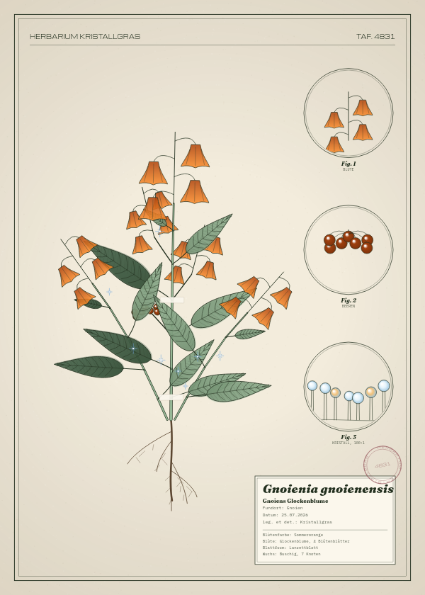 Botanische Tafel: Gnoienia gnoienensis, eine erfundene Pflanze aus Gnoien, gezeichnet wie in einem alten Pflanzenatlas