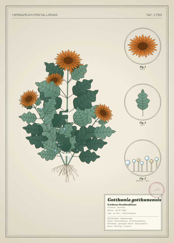 Botanische Tafel: Gotthunia gotthunensis, eine erfundene Pflanze aus Gotthun, gezeichnet wie in einem alten Pflanzenatlas