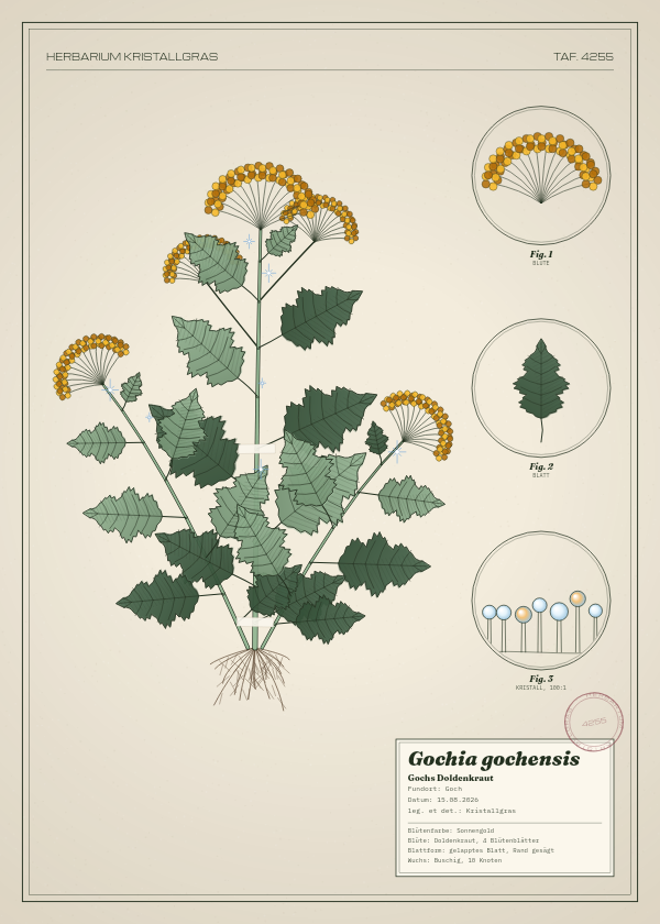 Botanische Tafel: Gochia gochensis, eine erfundene Pflanze aus Goch, gezeichnet wie in einem alten Pflanzenatlas
