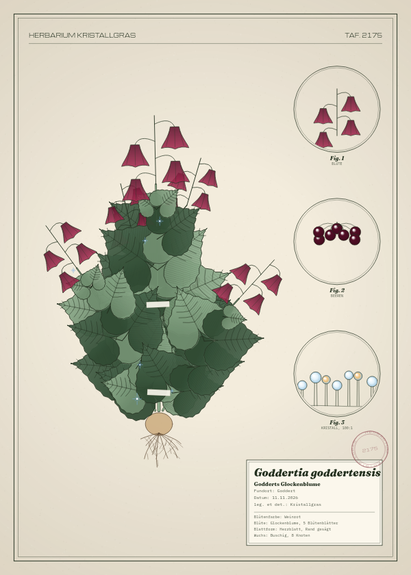 Botanische Tafel: Goddertia goddertensis, eine erfundene Pflanze aus Goddert, gezeichnet wie in einem alten Pflanzenatlas