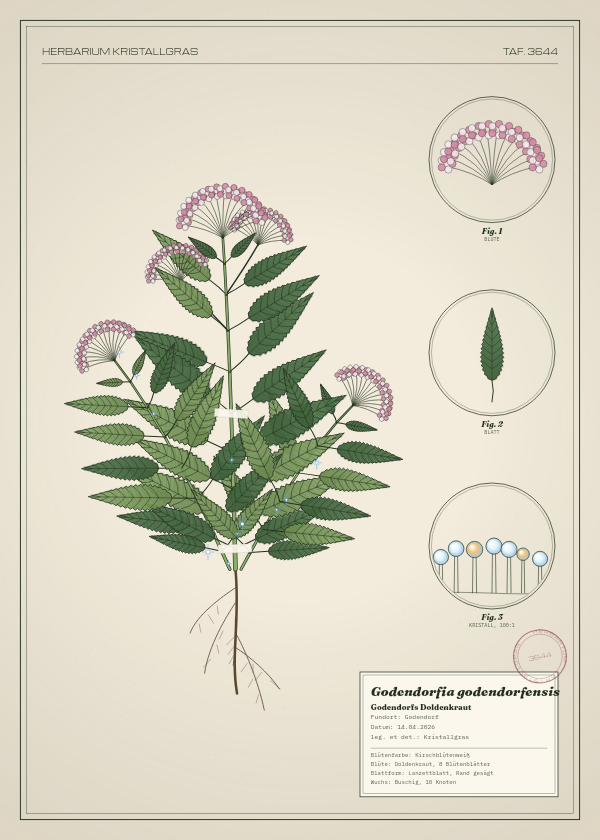 Botanische Tafel: Godendorfia godendorfensis, eine erfundene Pflanze aus Godendorf, gezeichnet wie in einem alten Pflanzenatlas