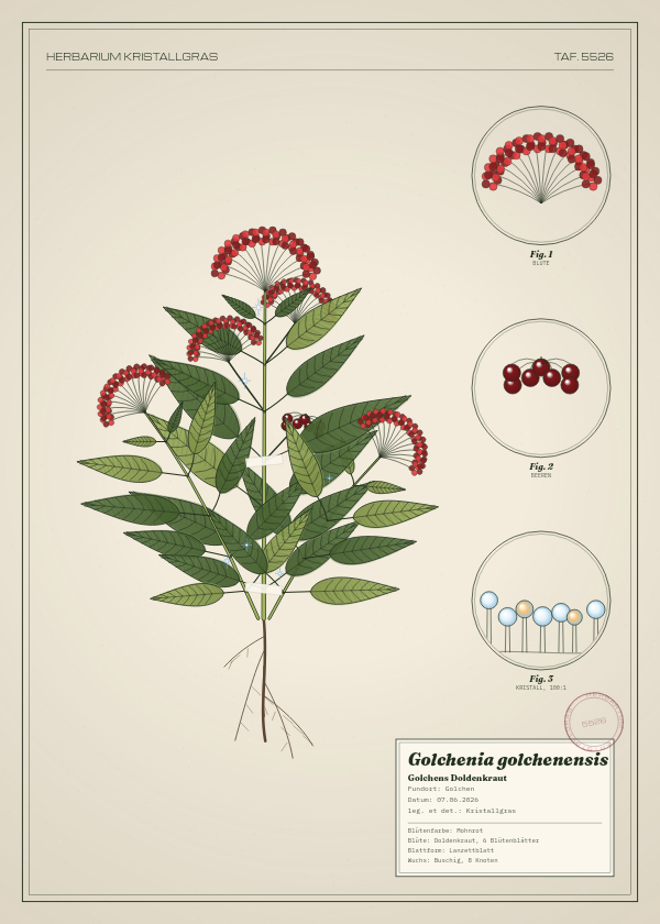 Botanische Tafel: Golchenia golchenensis, eine erfundene Pflanze aus Golchen, gezeichnet wie in einem alten Pflanzenatlas