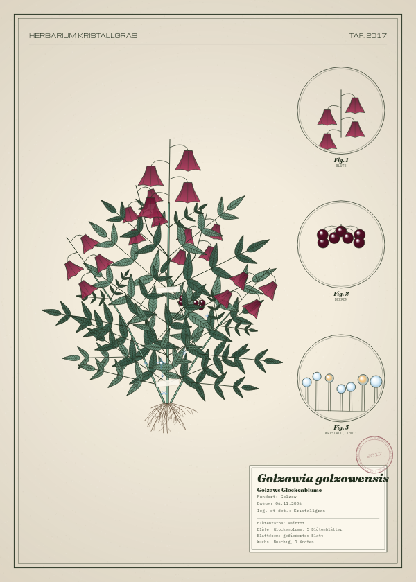 Botanische Tafel: Golzowia golzowensis, eine erfundene Pflanze aus Golzow, gezeichnet wie in einem alten Pflanzenatlas