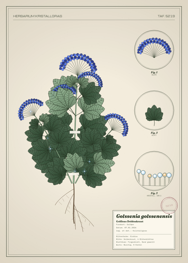 Botanische Tafel: Golssenia golssenensis, eine erfundene Pflanze aus Golßen, gezeichnet wie in einem alten Pflanzenatlas