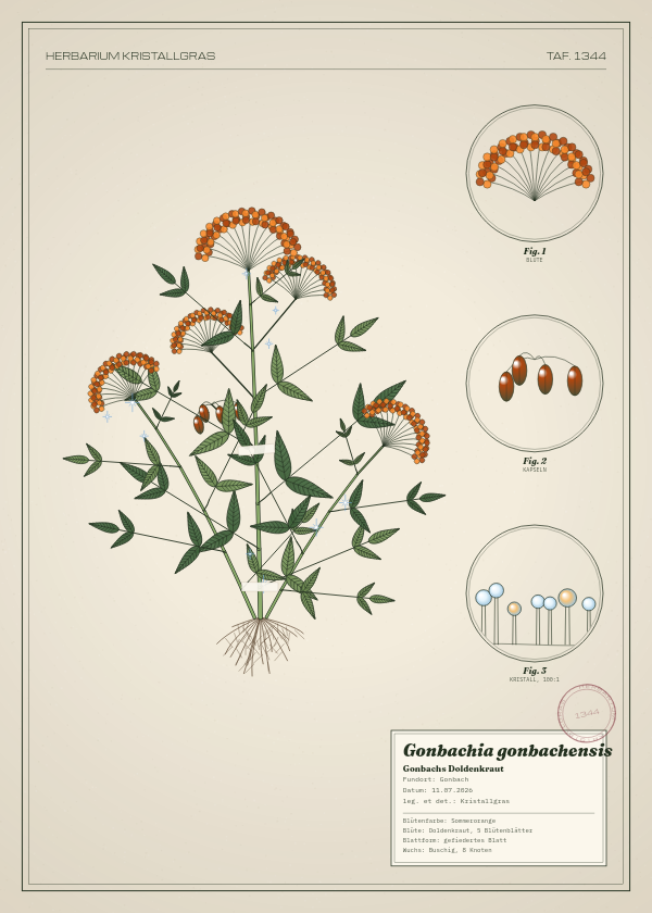 Botanische Tafel: Gonbachia gonbachensis, eine erfundene Pflanze aus Gonbach, gezeichnet wie in einem alten Pflanzenatlas