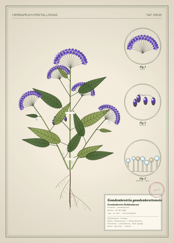 Botanische Tafel: Gondenbrettia gondenbrettensis, eine erfundene Pflanze aus Gondenbrett, gezeichnet wie in einem alten Pflanzenatlas