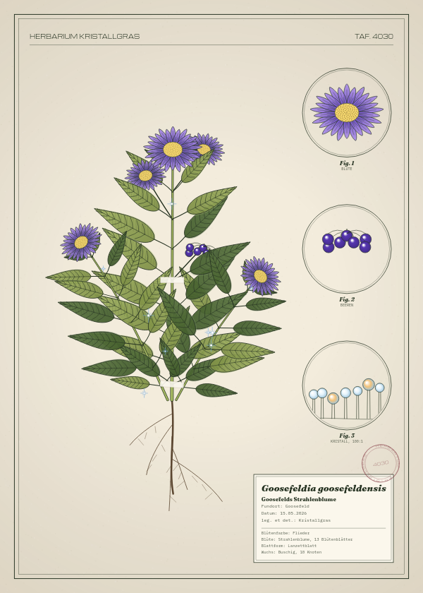 Botanische Tafel: Goosefeldia goosefeldensis, eine erfundene Pflanze aus Goosefeld, gezeichnet wie in einem alten Pflanzenatlas