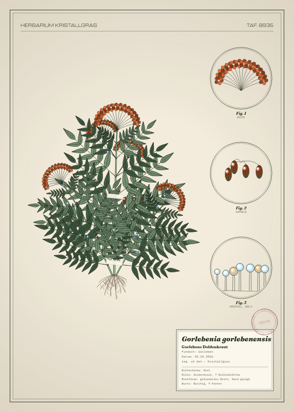 Botanische Tafel: Gorlebenia gorlebenensis, eine erfundene Pflanze aus Gorleben, gezeichnet wie in einem alten Pflanzenatlas