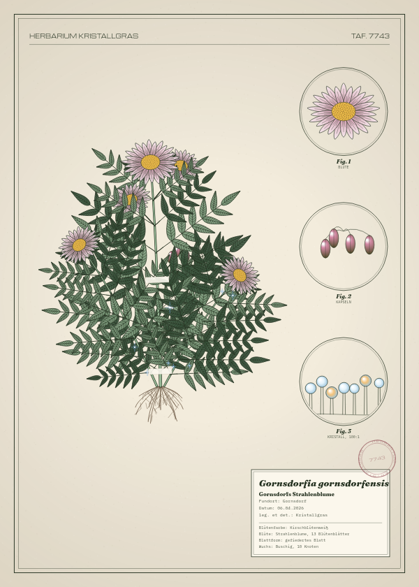 Botanische Tafel: Gornsdorfia gornsdorfensis, eine erfundene Pflanze aus Gornsdorf, gezeichnet wie in einem alten Pflanzenatlas