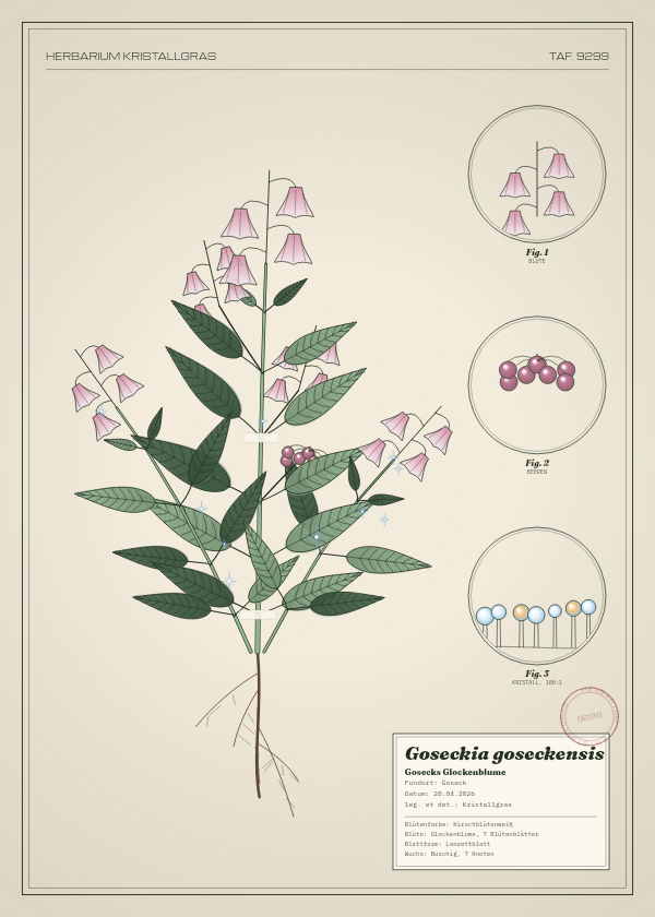 Botanische Tafel: Goseckia goseckensis, eine erfundene Pflanze aus Goseck, gezeichnet wie in einem alten Pflanzenatlas