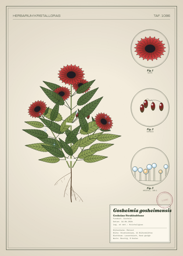 Botanische Tafel: Gosheimia gosheimensis, eine erfundene Pflanze aus Gosheim, gezeichnet wie in einem alten Pflanzenatlas