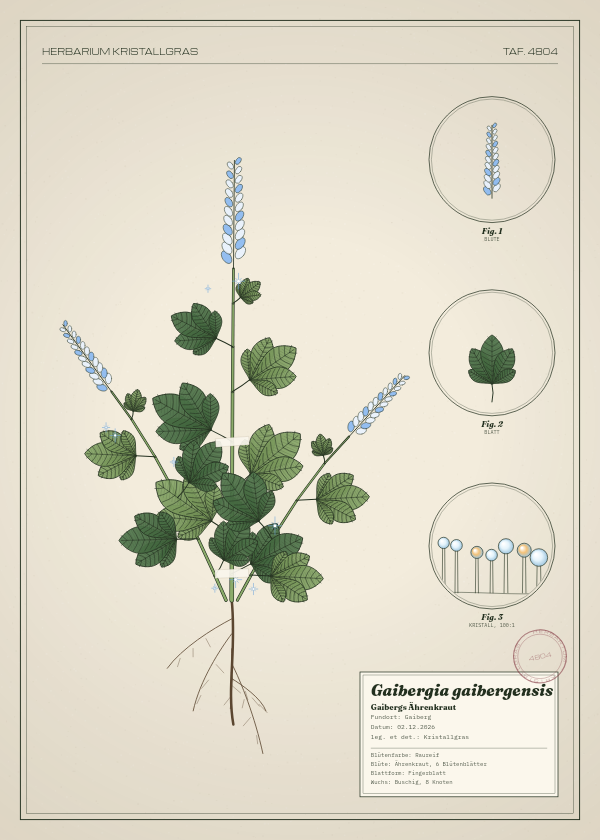 Botanische Tafel: Gaibergia gaibergensis, eine erfundene Pflanze aus Gaiberg, gezeichnet wie in einem alten Pflanzenatlas