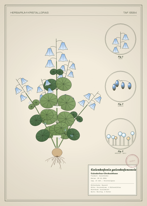 Botanische Tafel: Gaienhofenia gaienhofenensis, eine erfundene Pflanze aus Gaienhofen, gezeichnet wie in einem alten Pflanzenatlas
