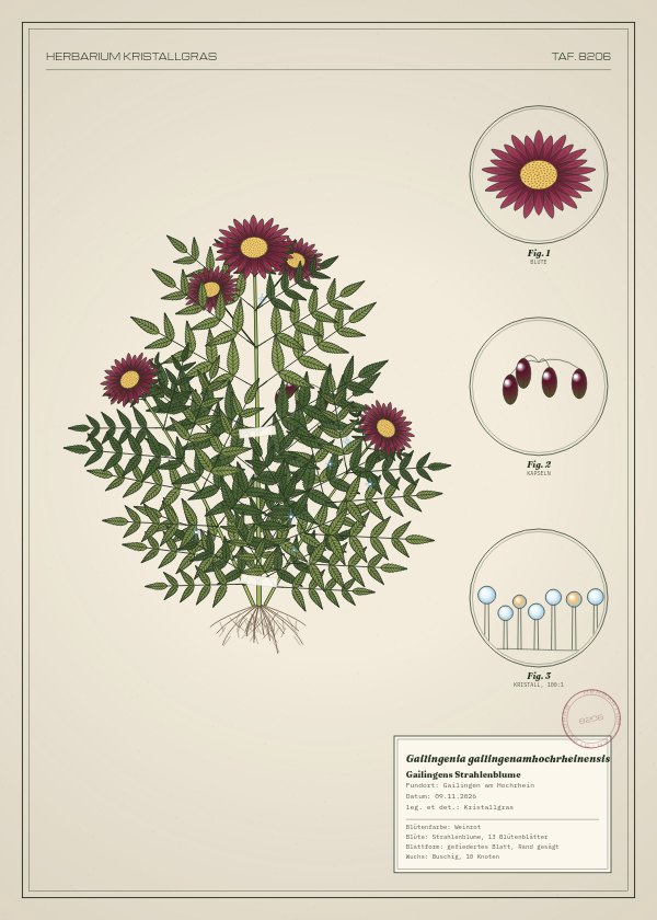 Botanische Tafel: Gailingenia gailingenamhochrheinensis, eine erfundene Pflanze aus Gailingen am Hochrhein, gezeichnet wie in einem alten Pflanzenatlas