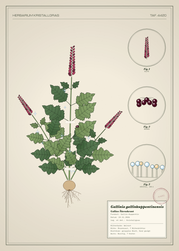 Botanische Tafel: Gallinia gallinkuppentinensis, eine erfundene Pflanze aus Gallin-Kuppentin, gezeichnet wie in einem alten Pflanzenatlas