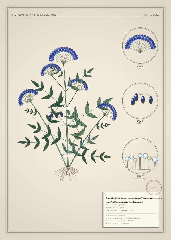 Botanische Tafel: Gangloffsoemmernia gangloffsoemmernensis, eine erfundene Pflanze aus Gangloffsömmern, gezeichnet wie in einem alten Pflanzenatlas