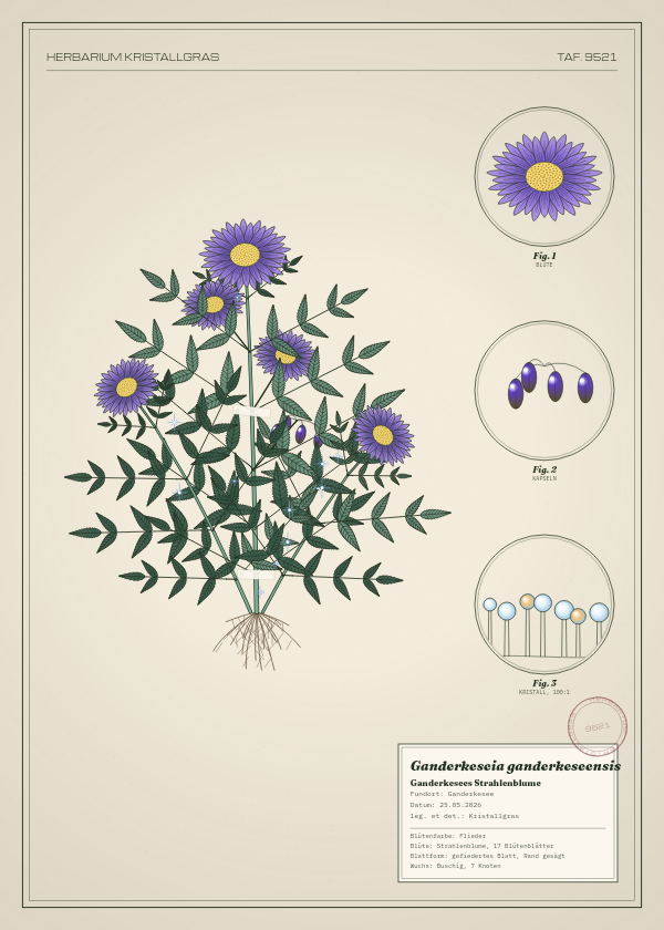 Botanische Tafel: Ganderkeseia ganderkeseensis, eine erfundene Pflanze aus Ganderkesee, gezeichnet wie in einem alten Pflanzenatlas