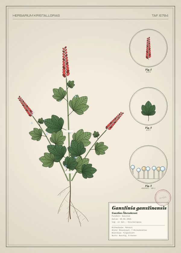 Botanische Tafel: Ganzlinia ganzlinensis, eine erfundene Pflanze aus Ganzlin, gezeichnet wie in einem alten Pflanzenatlas