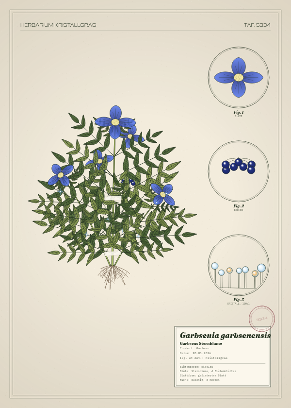 Botanische Tafel: Garbsenia garbsenensis, eine erfundene Pflanze aus Garbsen, gezeichnet wie in einem alten Pflanzenatlas