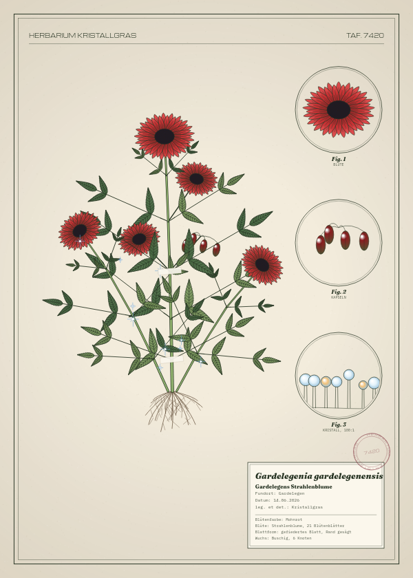 Botanische Tafel: Gardelegenia gardelegenensis, eine erfundene Pflanze aus Gardelegen, gezeichnet wie in einem alten Pflanzenatlas