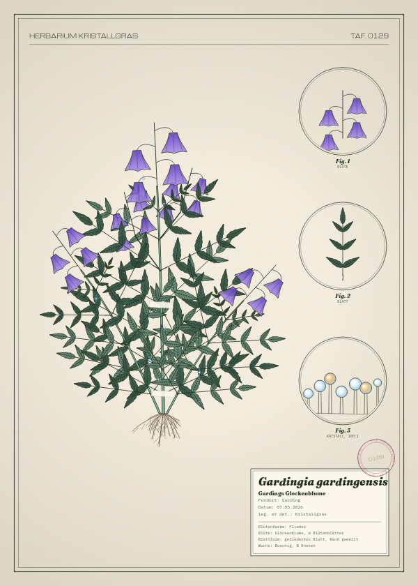 Botanische Tafel: Gardingia gardingensis, eine erfundene Pflanze aus Garding, gezeichnet wie in einem alten Pflanzenatlas