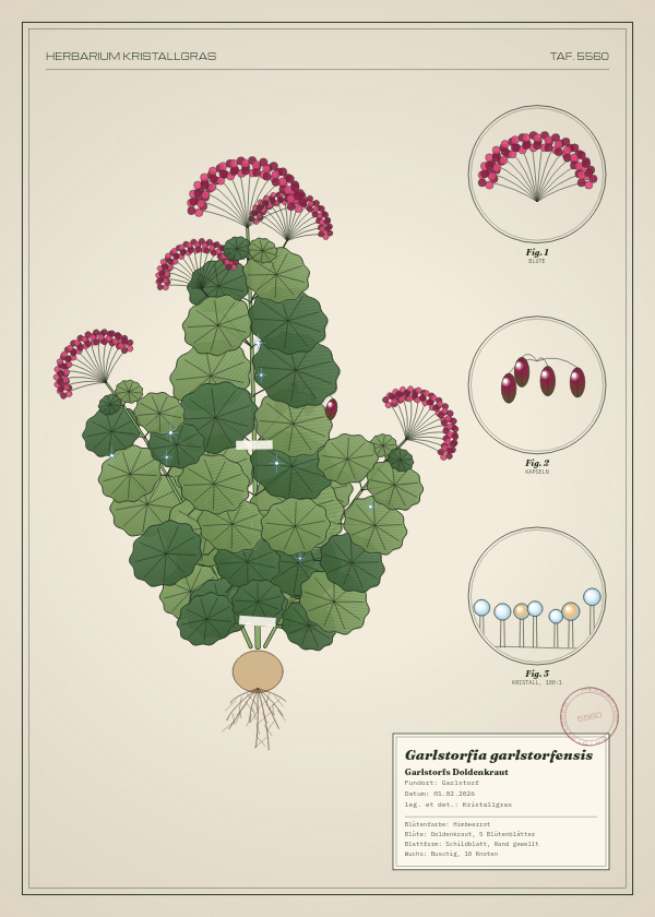 Botanische Tafel: Garlstorfia garlstorfensis, eine erfundene Pflanze aus Garlstorf, gezeichnet wie in einem alten Pflanzenatlas