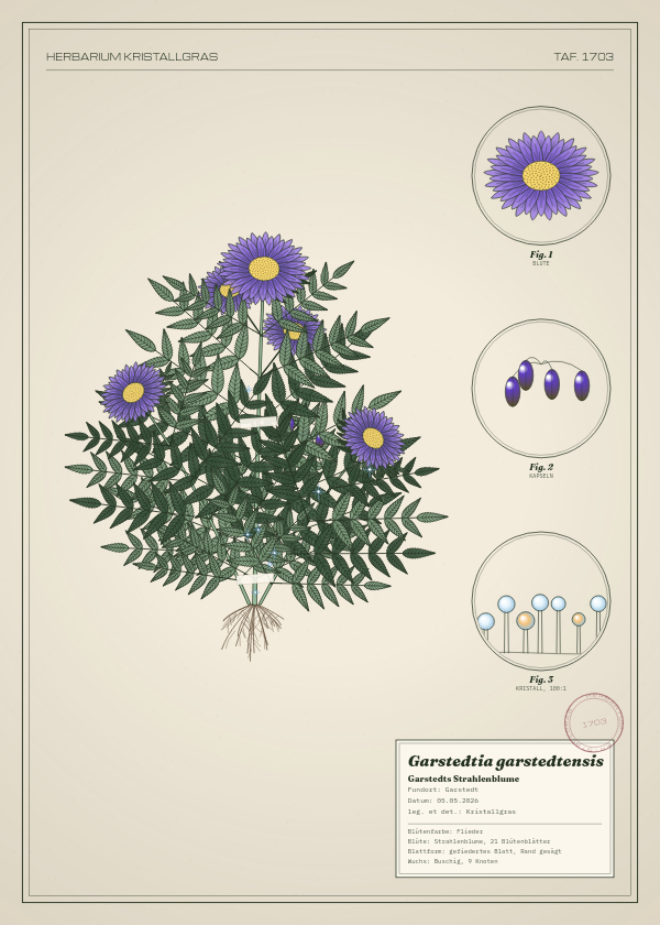 Botanische Tafel: Garstedtia garstedtensis, eine erfundene Pflanze aus Garstedt, gezeichnet wie in einem alten Pflanzenatlas