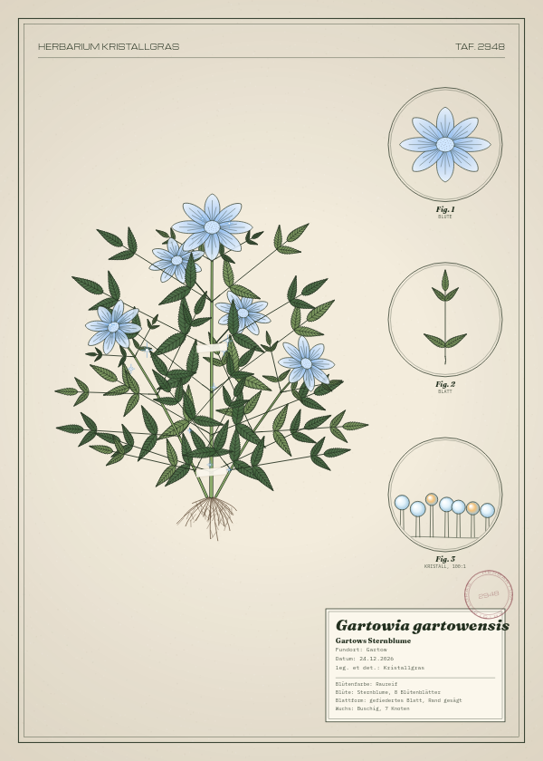 Botanische Tafel: Gartowia gartowensis, eine erfundene Pflanze aus Gartow, gezeichnet wie in einem alten Pflanzenatlas