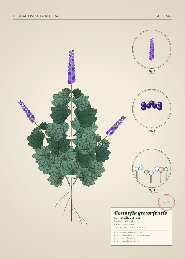 Botanische Tafel: Gettorfia gettorfensis, eine erfundene Pflanze aus Gettorf, gezeichnet wie in einem alten Pflanzenatlas