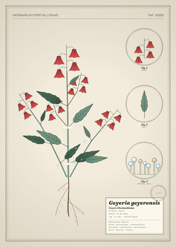 Botanische Tafel: Geyeria geyerensis, eine erfundene Pflanze aus Geyer, gezeichnet wie in einem alten Pflanzenatlas