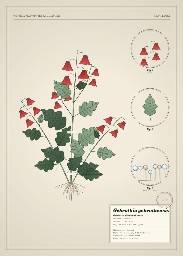 Botanische Tafel: Gebrothia gebrothensis, eine erfundene Pflanze aus Gebroth, gezeichnet wie in einem alten Pflanzenatlas