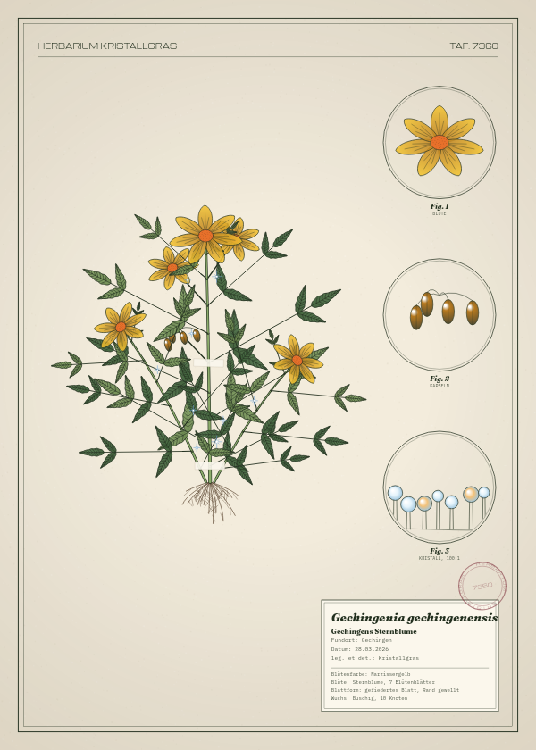 Botanische Tafel: Gechingenia gechingenensis, eine erfundene Pflanze aus Gechingen, gezeichnet wie in einem alten Pflanzenatlas