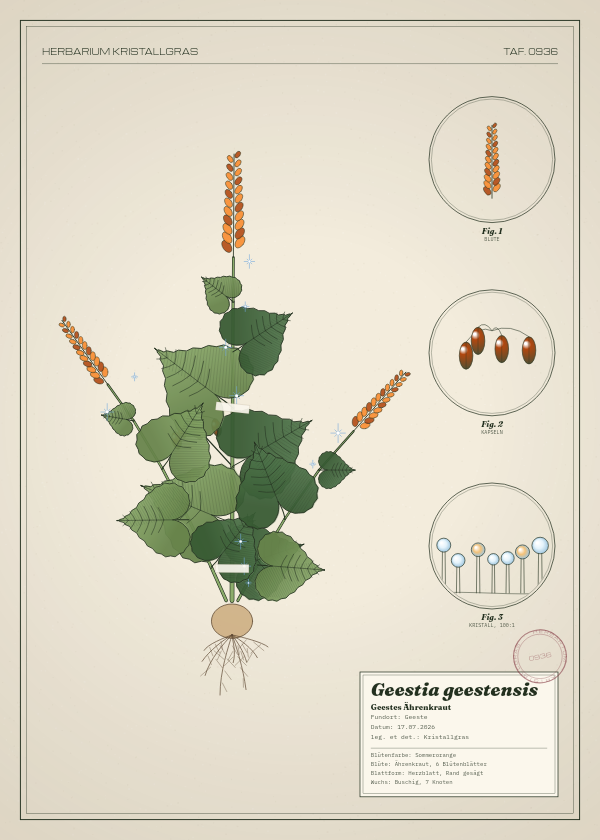 Botanische Tafel: Geestia geestensis, eine erfundene Pflanze aus Geeste, gezeichnet wie in einem alten Pflanzenatlas