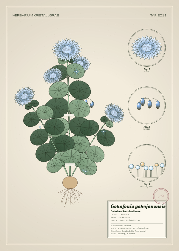 Botanische Tafel: Gehofenia gehofenensis, eine erfundene Pflanze aus Gehofen, gezeichnet wie in einem alten Pflanzenatlas