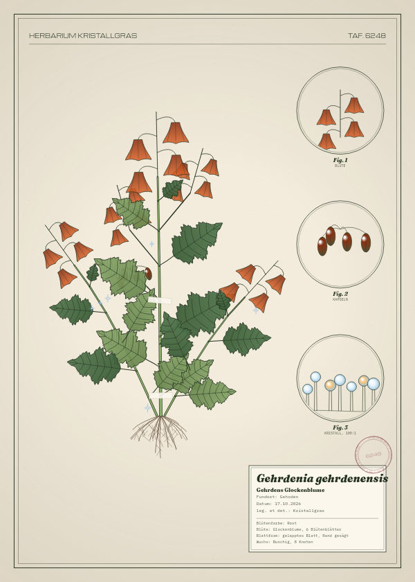 Botanische Tafel: Gehrdenia gehrdenensis, eine erfundene Pflanze aus Gehrden, gezeichnet wie in einem alten Pflanzenatlas
