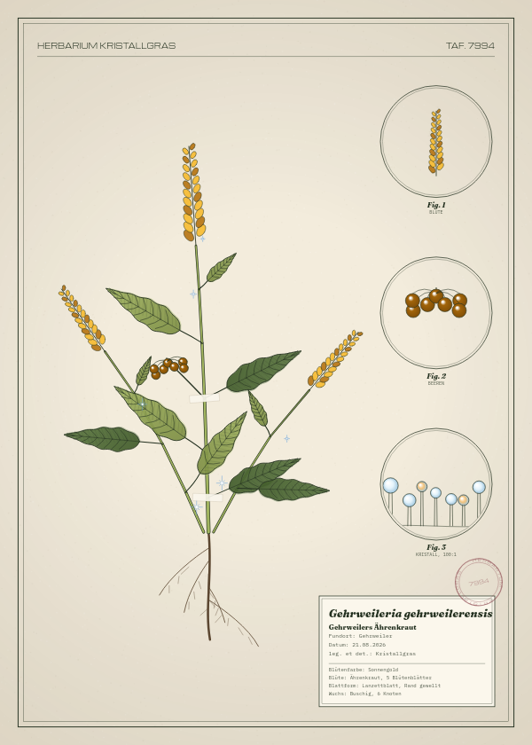 Botanische Tafel: Gehrweileria gehrweilerensis, eine erfundene Pflanze aus Gehrweiler, gezeichnet wie in einem alten Pflanzenatlas