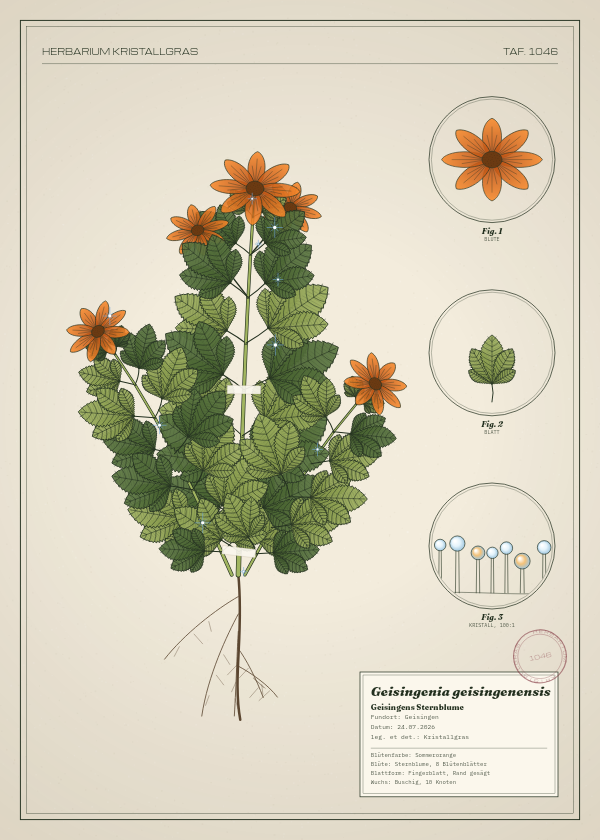 Botanische Tafel: Geisingenia geisingenensis, eine erfundene Pflanze aus Geisingen, gezeichnet wie in einem alten Pflanzenatlas