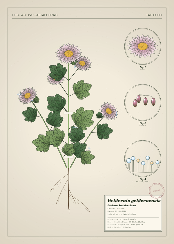 Botanische Tafel: Geldernia geldernensis, eine erfundene Pflanze aus Geldern, gezeichnet wie in einem alten Pflanzenatlas