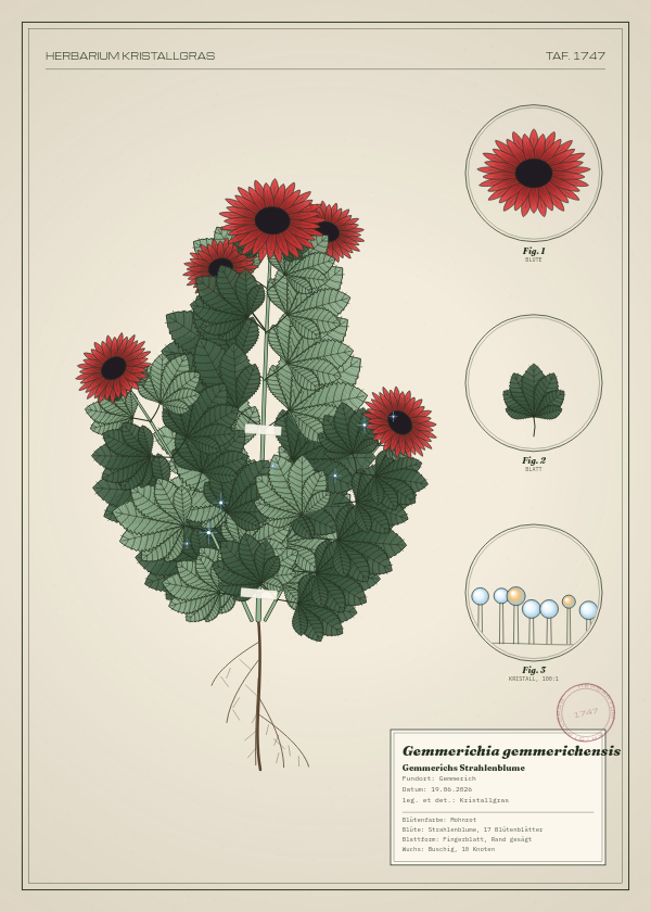 Botanische Tafel: Gemmerichia gemmerichensis, eine erfundene Pflanze aus Gemmerich, gezeichnet wie in einem alten Pflanzenatlas