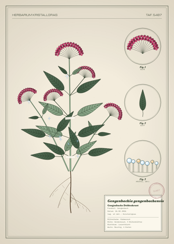 Botanische Tafel: Gengenbachia gengenbachensis, eine erfundene Pflanze aus Gengenbach, gezeichnet wie in einem alten Pflanzenatlas