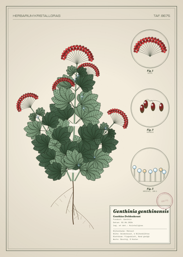 Botanische Tafel: Genthinia genthinensis, eine erfundene Pflanze aus Genthin, gezeichnet wie in einem alten Pflanzenatlas